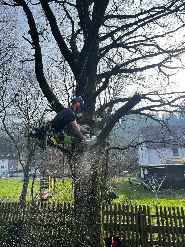 Baumkletterer trägt einen Baum mit der Kettensäge stückweise ab – Fällung auf engem Raum